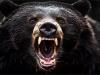 शक्तिफार्म: सिडकुल से लौट रहे श्रमिक पर भालू ने किया हमला, हुई मौत