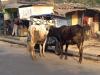 शाहजहांपुर: तीन साल में चली गईं 18 से ज्यादा जान, फिर भी सड़क से नहीं हट सके पशु