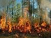 नैनीताल: कैंटोनमेंट के जंगलों में लगी भीषण आग, दमकल ने पाया काबू 