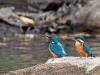 नानकमत्ता: नानकसागर जलाशय में 21 प्रजातियों के पक्षी मिले 