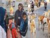 रामपुर: तीन साल के मासूम को कुत्तों ने नोचा, सर्जरी कर लगाने पड़े टांके