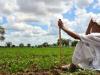 रुद्रपुर: बारिश न होने से किसानों के माथे पर उभरीं चिंता की लकीरें