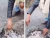 Unnao में सड़क निर्माण में भ्रष्टाचार की खुली पोल... गिट्टी व तारकोल से बनी सड़क को हाथ से उखाड़ रहे स्थानीय नागरिक, देखें- VIDEO