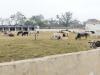 बहराइच: ग्रामीणों ने निराश्रित गौवंशों को विद्यालय में बंद कर जड़ दिया ताला, बिना चारा-पानी भूख प्यास से तड़प रहे गोवंश!