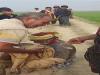 संतकबीरनगर: जंगली सुअरों के हमले में पांच लोग घायल, दो की हालत गम्भीर 