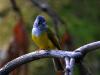 रामनगर: कार्बेट में देखा गया पक्षियों का भी अदभुत संसार   