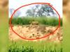 Lakhimpur Kheri News: खेत की मेड़ पर टहलता दिखा बाघ, ग्रामीणों में दहशत