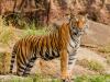 छत्तीसगढ़: इन्द्रावती टाइगर रिजर्व में छह बाघ के होने की पुष्टि