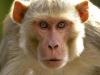Monkey Attack In Farrukhabad: बंदर ने किशोरी पर किया हमला... मौत, सिर पर काटने के मिले निशान