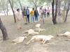 मिर्जापुर: आकाशीय बिजली के बीच मवेशियों पर गिरा हाईटेंशन तार, 18 भेड़ों की मौत, हड़कंप