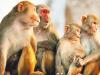 बंदर क्यों करते हैं इंसानों पर हमला, जानिए वानर विशेषज्ञ से इसका कारण