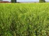 बाराबंकी: बारिश से फसलों को हुआ नुकसान!, आलू के सड़ने तो सरसों में फफूंद लगने की संभावना, गेहूं किसान खुश