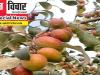 बहराइच: कश्मीरी एप्पल बेर की खेती से 'मालामाल' हो रहे प्रगतिशील किसान!, लागत से मिल रहा ढाई गुना लाभ!