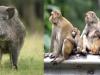 गरमपानी: दिन में बंदरों व रात को सूअरों से फसल बचाने को किसान खेतों में डाल रहे डेरा