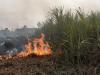 शाहजहांपुर: एचटी लाइन का तार गिरने से सवा तीन लाख का गन्ना जलकर नष्ट
