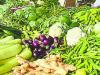 Kanpur: अच्छी, साफ और सुंदर दिखने वाली सब्जियां कर रहीं बीमार; केमिकल के प्रयोग से बनती चमकदार...