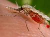 आपका खून अब चूस नहीं पाएंगे मच्छर, बिना रुपए खर्च किए भगाएं...ये घरेलू उपाय अपनाएं
