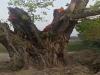 बहराइच: प्लाटिंग के आड़े आ रहे पीपल के पेड़ को काटा, सात के खिलाफ मुकदमा दर्ज