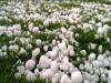 अल्मोड़ा: बर्फ से लकदक हुई चोटियां, जमकर गिरे ओले