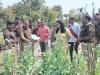 प्रयागराज पुलिस ने अफीम की अवैध खेती की किया खुलासा, उखड़वाए 950 पौधे 