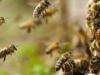 Farrukhabad: खेत में काम कर रहे थे किसान, अचानक मधुमक्खियों ने किया हमला...दो घायल CHC में भर्ती