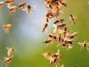 बिजनौर : मधुमक्खियों के हमले में अनियंत्रित होकर बाइक गिरी, महिला की मौत...छह लोग घायल 
