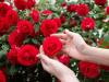 हल्द्वानी: कोलकाता का गुलाब बिखेर रहा हल्द्वानी में खुशबू