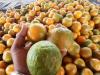 हल्द्वानी: महाराष्ट्र के संतरे को टक्कर दे रहा राजस्थान का संतरा 