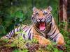 रामनगर: उत्तराखंड के पांच बाघों की दहाड़ अब राजस्थान में भी देगी सुनाई