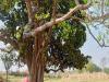 प्रयागराज: पेड़ पर 20 फीट ऊंचाई पर फंदे से लटकता मिला युवक का शव, परिवार में कोहराम
