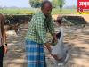 गोंडा: ग्रामीणों संग सारस की अनोखी दोस्ती, गांव में ही रहता है और डिमांड पर करता है डांस, देखें वीडियो