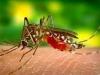 Bareilly News: मच्छरों से फैलने वाली ये हैं खतरनाक बीमारियां, इस तरह करें बचाव 