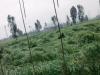  रामपुर : बारिश ने किसानों की बढ़ाई मुसीबत, खेतों में गिरी फसल