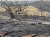 सुलतानपुर: खारा के जंगल में लगी आग, काफी नुकसान, साधु की कुटिया भी जली 