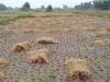 रायबरेली: अंबर से हुई आफत की बरसात, धरा पर फसलों को नुकसान, किसान परेशान 
