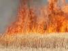कासगंज: अज्ञात कारणों के चलते खेत में लगी आग, 17 बीघा से अधिक गेहूं की फसल जलकर राख