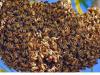 Honey Bees Attack In Etawah: जवारे विसर्जन करने के दौरान आए लोगों पर मधुमक्खियों ने किया हमला, पांच घायल