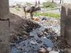 मुरादाबाद : रामगंगा हो रही मैली, गिर रहा शहर के नालों का गंदा पानी...जिम्मेदार हैं मौन