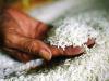 अल्मोड़ा: जांच के लिए भेजा गया गल्ले की दुकानों में मिलने वाला चावल 