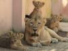 Etawah: लायन सफारी में उम्रदराज शेरों के भी होंगे दीदार; पर्यटकों को जेसिका, हीर और गीगों से दोस्ती करने का मिलेगा मौका