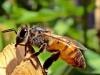 क्या मधुमक्खियां सच में डंक मारने के बाद मर जाती हैं? जानिए मधुमक्खी से जुड़े कुछ आश्चर्यजनक तथ्य