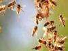 Etawah: अलग-अलग थाना क्षेत्रों में मधुमक्खियों के हमले से एक की मौत, एक दर्जन से अधिक लोग घायल; अस्पताल में भर्ती