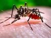 Bareilly News: मलेरिया...शहर में पांच इलाके अति संवेदनशील, विभाग चिह्नित क्षेत्रों में करेगा विशेष निगरानी