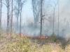 श्रावस्ती: अज्ञात कारण से जंगल में लगी आग फारेस्ट गार्ड झुलसे 