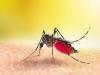 राष्ट्रीय डेंगू दिवस : मुरादाबाद में तीन साल में मिले 3096 डेंगू संक्रमित रोगी, पर्याप्त नहीं नियंत्रण के उपाय 
