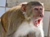 बदायूं: बंदरों से बचने को भागी युवती की जीना से गिरकर मौत, परिवार में मचा कोहराम