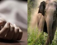 छत्तीसगढ़ : जंगली हाथी के हमले में महिला की मौत