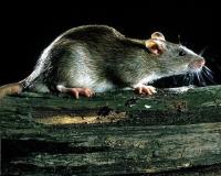 बदायूं में मारे गए चूहे का बरेली में पोस्टमार्टम, चार-पांच दिन में आएगी रिपोर्ट
