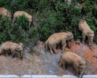 खटीमा: किलपुरा वन रेंज में हाथियों के झुंड ने तोड़ी नर्सरी 
