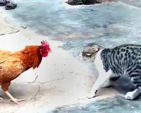बरेली: पड़ोसी की बिल्ली खा गई मुर्गा, शिकायत करने पर मारपीट 